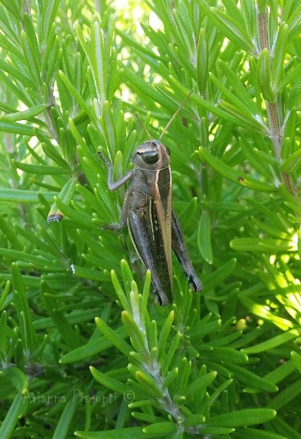 Eyprepocnemis plorans in Puglia